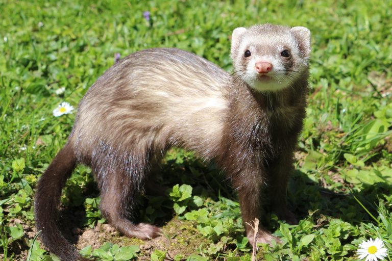 Quel animal domestique choisir ? Refuge Arpa