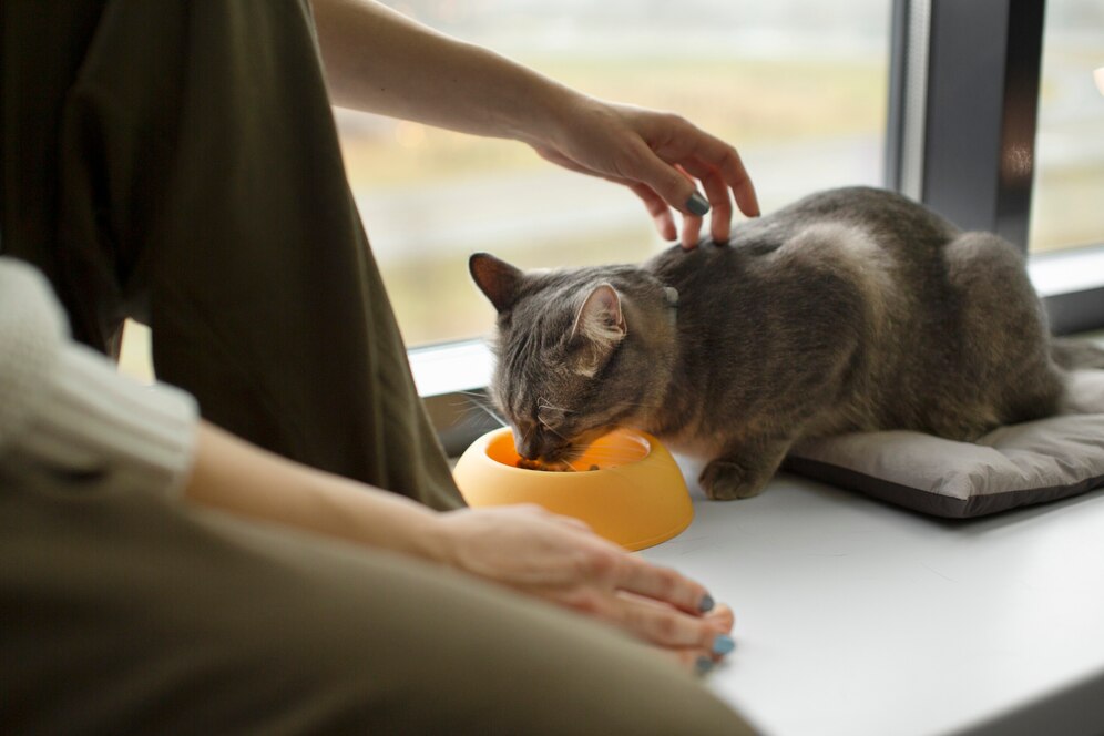 comment adopter un chaton a paris